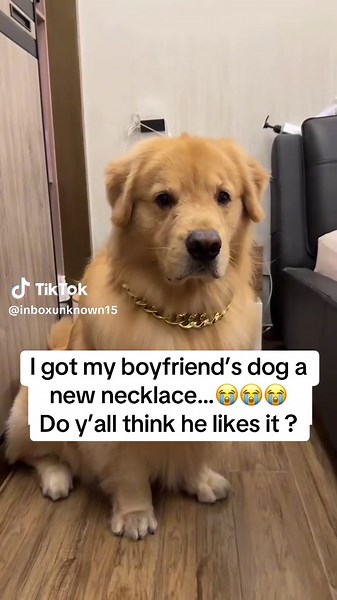 Golden Retriever Gets Stylish New Necklace