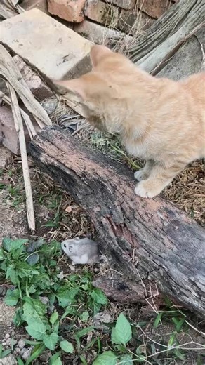 editing animal9 (@editinganimal2)’s videos with original sound - editing animal9