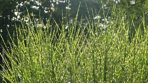 Miscanthus sinensis is species of flowering plant in grass family Poaceae, native to eastern Asia throughout most of China, Japan, Taiwan and Korea.
