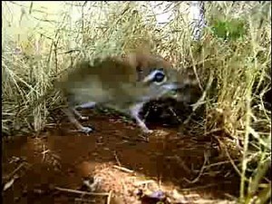 Fooled by Nature - Elephant Shrew Navigator