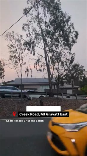 🥵 On the hottest October day in 20 years, our teams rescued three koalas that found themselves perilously close to power lines and traffic. ☎️ The first call came at 5pm, with just one hour of daylight left, to a koala up a tree in the middle of multi-laned Creek Road in Mt Gravatt East. A rescue team of six responded - as well as Queensland police officers, who shut two lanes of traffic to allow the team to work. 🚙 Thank you to the drivers who slowed down! The healthy male was released in Mt 