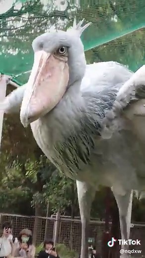 ハシビロコウの飛ぶ姿と魅力