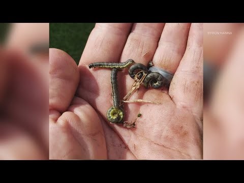 Army worms threatening yards and pastures