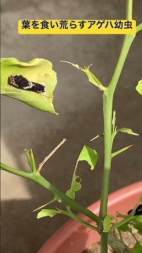 葉を食い荒らすアゲハ幼虫です。#アゲハ #アゲハチョウ #アゲハ幼虫