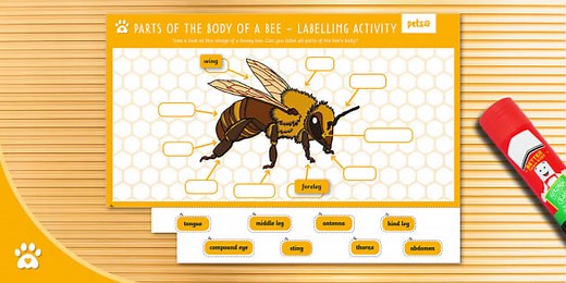 Parts of the Body of a Bee - Labelling Activity