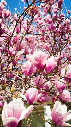 Family Tree Nursery | This is the time of year for Saucer Magnolias to shine! The Saucer Magnolia features spectacular cup-shaped, fragrant pink flowers in early... | Instagram