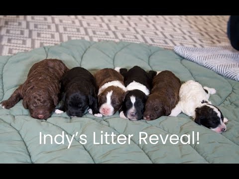 Indy's Portuguese Water Dog Litter Reveal!
