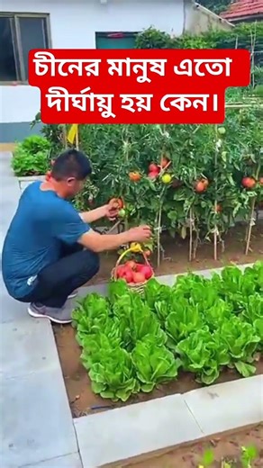 চীনের মানুষ এতো সুস্থ্য ও দীর্ঘায়ু হয় কেন। #china#shorts#ytshorts#youtube#foryou#viral #shortsfeeds
