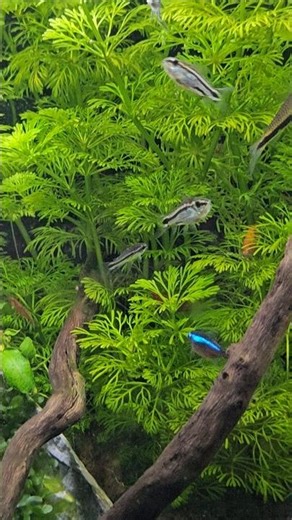 My lovely pygmy Corydoras team 😻🤌🏻 #corydoras #pygmy #aquarium