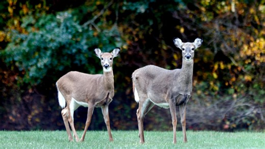 'Forever chemicals' in deer have wildlife managers and hunters' attention