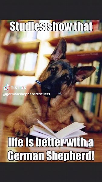 We have so many dogs in foster care right now, some have been with us over a year. We also get about 10-20 notes per day from people wanting to surrender, rehome or asking us to take in a stray they found. We simply don’t have room. As a foster home based group, we don’t have a spot until a dog gets adopted. Please, if you’ve ever thought about adopting or fostering, now is the time. If you’re looking to acquire a dog, do your research first and don’t get one that doesn’t work for your lifestyle