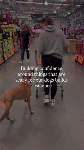 Building confidence around things that are scary for our dogs builds resilience 🔑