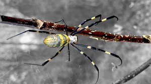 Large, invasive Joro spiders expected to spread to Florida, researchers say