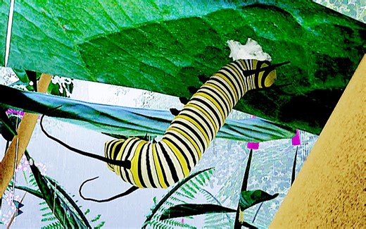 【小熙解说】虫虫模拟器 一只可爱的毛毛虫要怎么变成大蝴蝶呢?