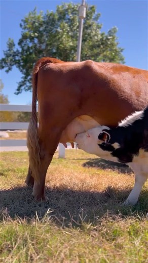 Mama Cow Rescued Finally Gets to Raise Her Babies