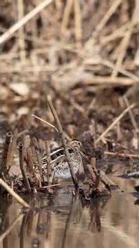 #birds #タシギ #野鳥