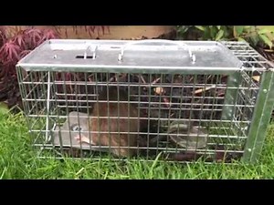 The big cheese rat trap cage
