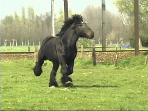 Simon van Straten - Beautiful Belgian Draft Horse