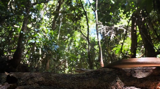 In Mexico City, a must-see location known as one of the strangest places on Earth is covered in mutilated dolls, where dark legends suggest the island may be haunted—or spiritually guarded. #TheUnBelievable | HISTORY