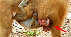 140K views · 904 reactions | Extremely cry million sad and scare poor orphan monkey Johnny cry beg sis Liza don't fight to abandon him | Adorable Monkey | Facebook