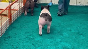 91-4 (Tarantino x Intern) Macho Males entry. Built like a Tarantino out of one of the true generators that Steve brought when we merged the sow herds. Mother is also the mother of Well Traveled! We like this guy! Sale at showpig.com Wednesday 2/21!! | Real McCoy Genetics