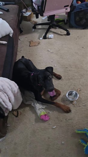 #barkbox #unboxing #dog #dogtoys #dogsoftiktok