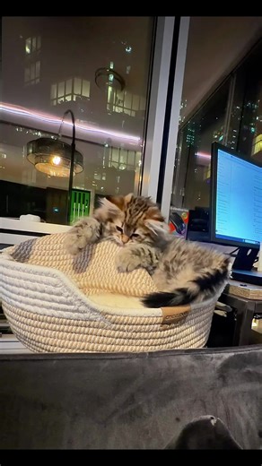 How It Started vs How It's Going: Funny Cat Moments