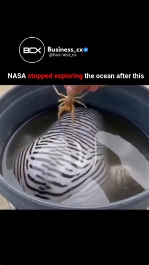 Business_cx on Instagram: "In the 1960s, NASA ventured into both outer space and the depths of Earth’s oceans. However, funding and focus soon shifted primarily toward space exploration. This change wasn’t due to monsters or hidden discoveries; rather, the demands of the space race required substantial resources, leading ocean research to be transferred to other scientific organizations. Yet, one enigma persists: over 95% of the ocean remains uncharted territory. Unusual creatures, extreme envir