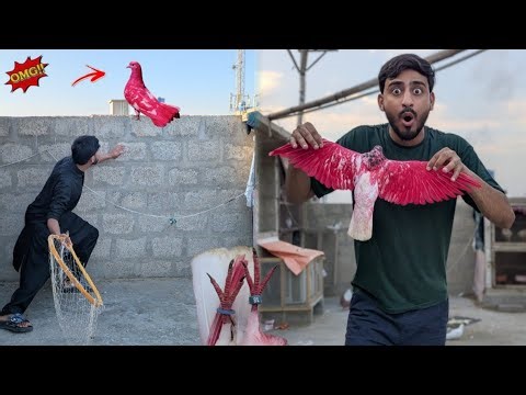 Aaj colorful Ring Wala kabutar pakda 🥰 how to check pigeon 😛 Waqar mini zoo 