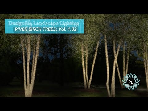 Designing Landscape Lighting: Best Practices for River Birch Trees