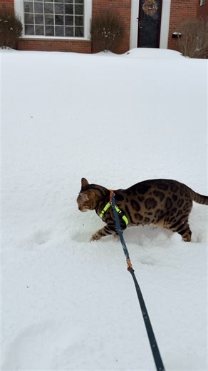 Here’s an important lesson ⤵️ When polar bear cubs turn 2 months old, their mamma teaches them an important lesson: - You shall not eat yellow snow ❄️ | outdoorbengal