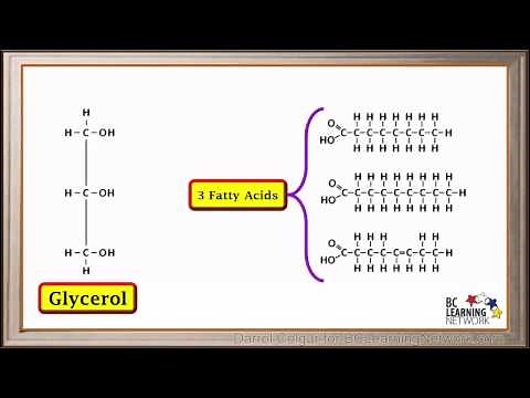 WCLN - Synthesis and hydrolysis of fats - Biology