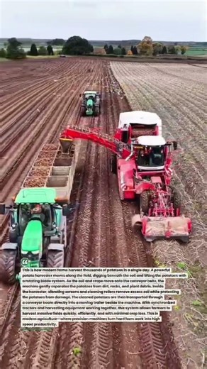 Smart Potato Harvester Loading Tons Fast | Modern Farm Machine #shorts #farming #harvest