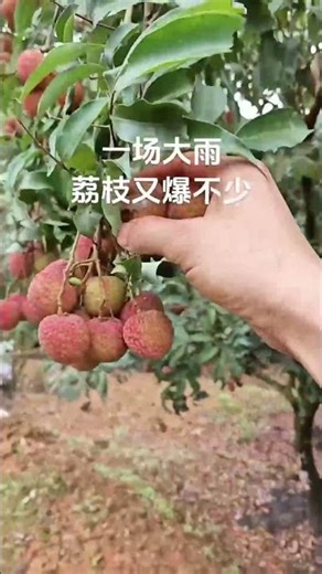 Agricultural Seasonal fruits Freshly picked and shipped #Highquality #Fresh #Lychee