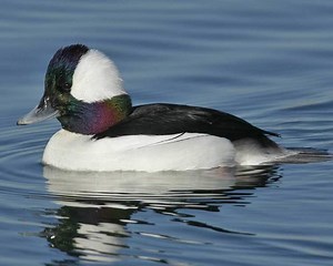 Bufflehead - Alchetron, The Free Social Encyclopedia