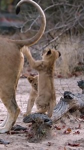 Lioness sisters unite to strengthen the protection of their cubs! 👉 Watch the full clip on Love Nature YouTube! @blueantmedia @lovenature#lions #lioness #lioncubs #cubs #wildlife #lovenature | Love Nature