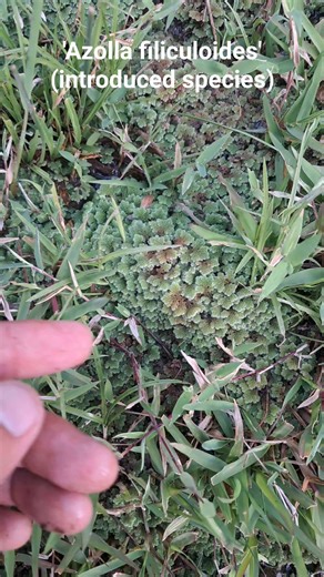 27K views · 494 reactions | Beautiful 'Azolla filiculoides' a floating water fern from the Americas! Good for aquarium and pind shading. Introduced species in Negros island for used as feeds in poultry farms. #aquascapingnegros | Aquascaping Negros | Facebook