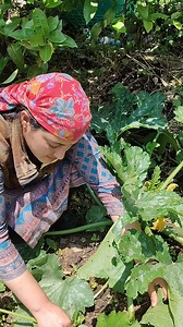 Hand pollination || #zucchini #organicfarming | Shilpa Thakur