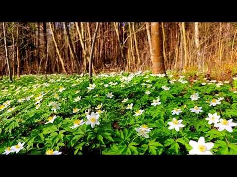 Spring Forest Birdsong for Relaxation and Sleep