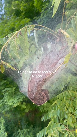 TikTok video #7130701088088444202 #caught #largest #freshwater #fish #florida #fishing | Tripp the fish | Facebook