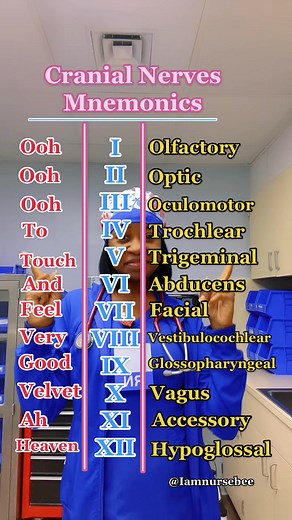 12 Cranial Nerves Mnemonics Explained
