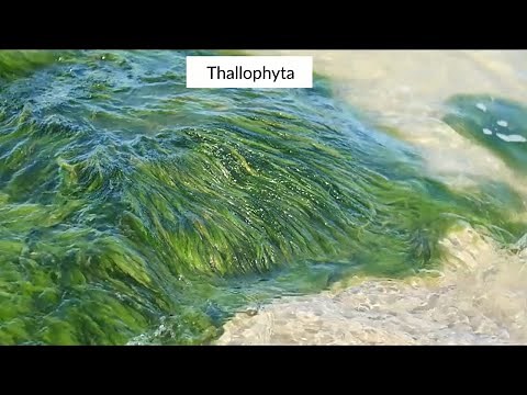 Class 9 - Biology - Diversity in Living Organisms - THALLOPHYTA