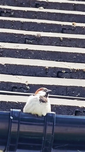 #sparrow #housesparrowcall #sparrowcall #sparrowbird