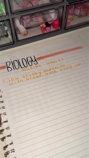 Effective Notebook Strategies for Note Taking