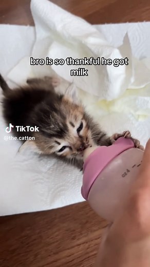 CATTON🐈‍⬛ (@the.catton)’s videos with son original - sirina!