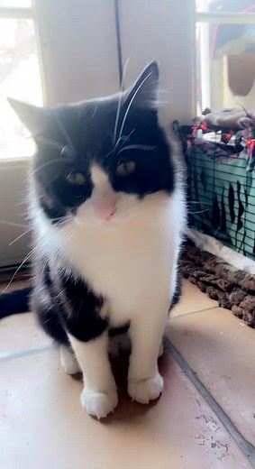 Mr Chief Cat: Funny Angry Tuxedo Cat Compilation