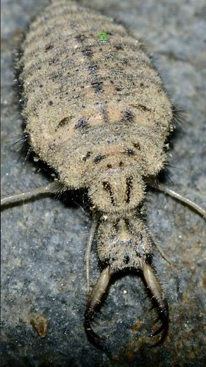 These Little Bugs Are Super Skilled Predators | Antlions