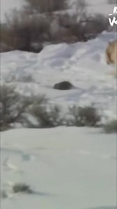 6.4K views · 74 reactions | A grizzly has to defend his stolen prey against ravens. Packs in Hayden must solve the problem of getting prey in winter. A white wolf travels park roads to find wintering elk. #grizzly #ravens #prey #wolf #elk #wildlife #nature | Real Wild | Facebook