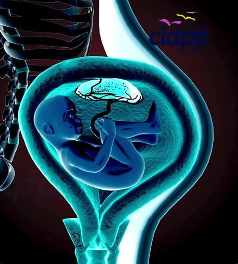 What is a Baby Actually Doing Inside the Womb? (3D Animation)
