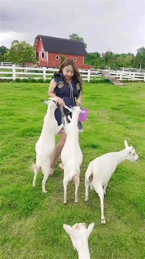 Gub Gift บน TikTok